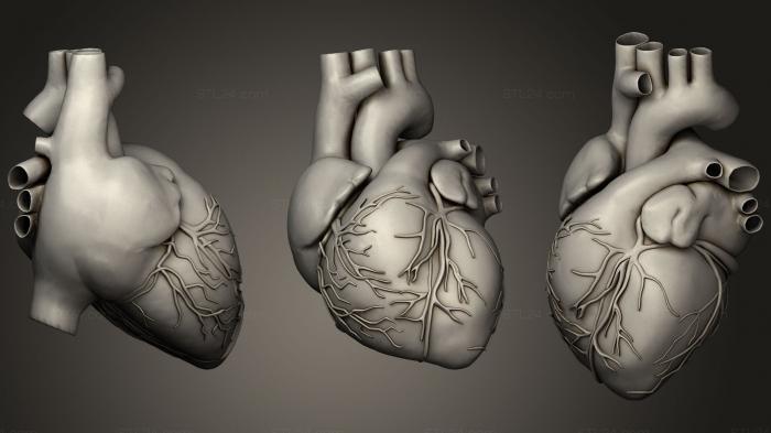 Anatomy of skeletons and skulls (Heart base mesh, ANTM_1208) 3D models for cnc